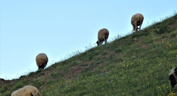 سوباتان گردی