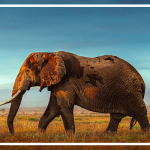 African-wildlife حیات وحش آفریقا