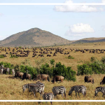 ماسایی-مارا ماسایی مارا