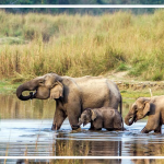 پارک-ملی-چیتوان پارک ملی چیتوان