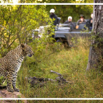 پارک-ملی-گرونگرو پارک ملی گرونگورو