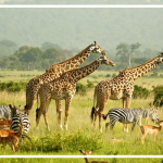 پارک‌های ملی تانزانیا